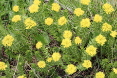 Rhodiola imbricata