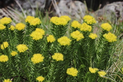 Rhodiola imbricata