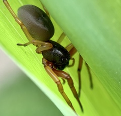 Trachelas tranquillus