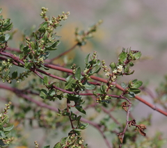 Muehlenbeckia hastulata