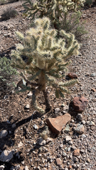 Cylindropuntia fulgida