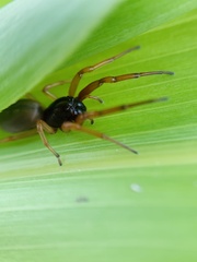 Trachelas tranquillus