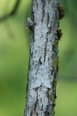 Acronicta leporina