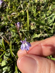 Lobelia feayana