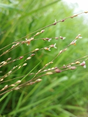 Panicum repens