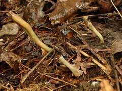 Microglossum olivaceum