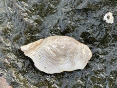 Zirfaea crispata