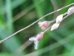 Panicum repens
