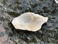Zirfaea crispata