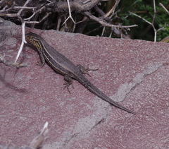 Liolaemus fuscus