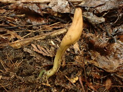 Microglossum olivaceum