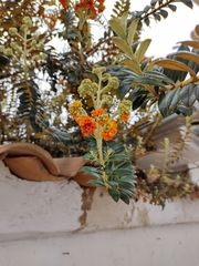 Buddleja coriacea