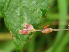 Panicum repens