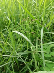 Panicum repens