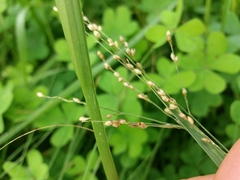 Panicum repens