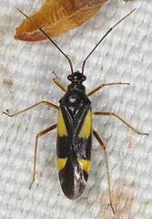 Dryophilocoris flavoquadrimaculatus