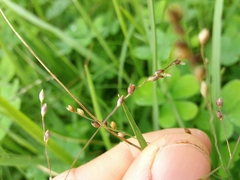 Panicum repens