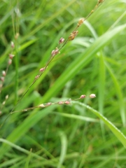 Panicum repens