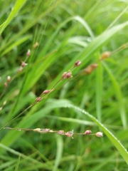 Panicum repens