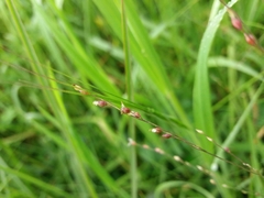 Panicum repens