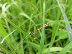 Panicum repens