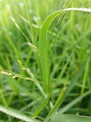 Panicum repens