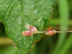 Panicum repens
