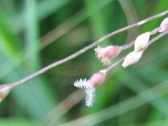 Panicum repens