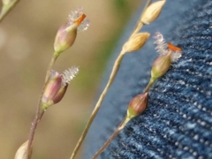 Panicum repens