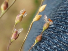 Panicum repens