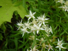 Rhodiola sinuata