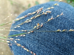 Panicum repens