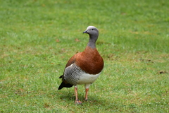 Chloephaga poliocephala