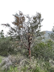 Cupressus forbesii