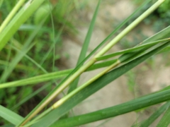 Panicum repens