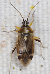Harpocera thoracica