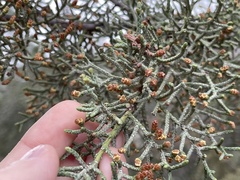Cupressus forbesii