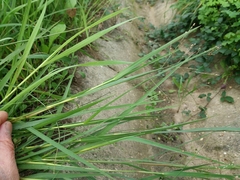 Panicum repens