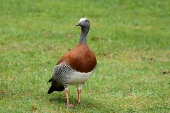 Chloephaga poliocephala