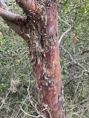 Cupressus forbesii