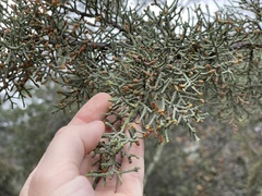 Cupressus forbesii