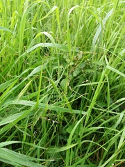 Panicum repens