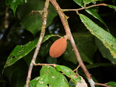 Theobroma subincanum
