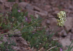Verbena araucana