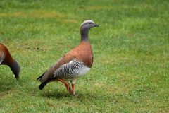 Chloephaga poliocephala