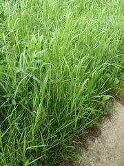 Panicum repens