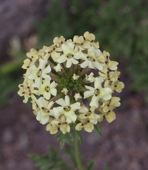 Verbena araucana