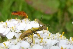 Pseudovadonia livida