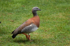 Chloephaga poliocephala