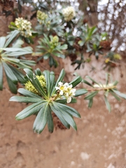 Escallonia resinosa